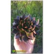 2 листовых черенка Эхеверия Чёрный принц (Echeveria Black Prince)