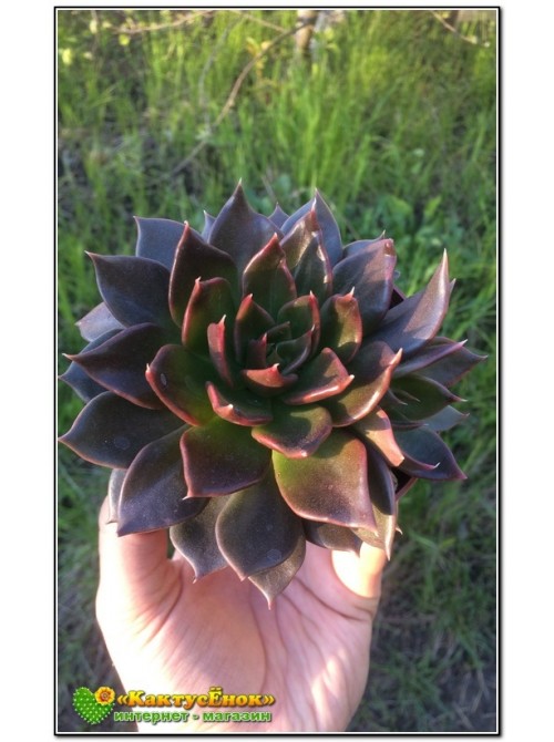 2 листовых черенка Эхеверия Чёрный принц (Echeveria Black Prince)