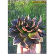 2 листовых черенка Эхеверия Чёрный принц (Echeveria Black Prince)