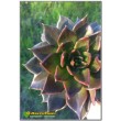 2 листовых черенка Эхеверия Чёрный принц (Echeveria Black Prince)