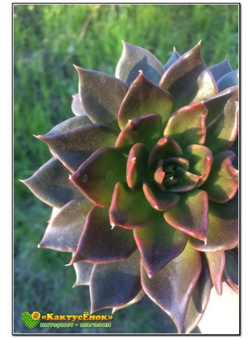 2 листовых черенка Эхеверия Чёрный принц (Echeveria Black Prince)