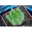 2 листовых черенка Хавортия Купера (Haworthia cooperi)