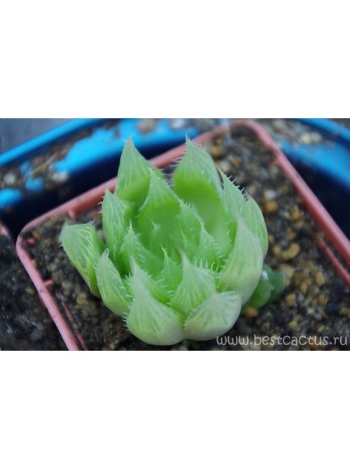 2 листовых черенка Хавортия Купера (Haworthia cooperi)