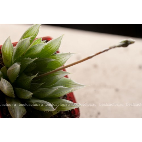2 листовых черенка Хавортия Купера (Haworthia cooperi)