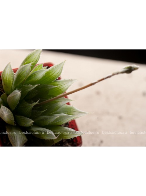 2 листовых черенка Хавортия Купера (Haworthia cooperi)