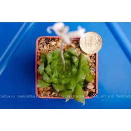 2 листовых черенка Хавортия Купера (Haworthia cooperi)