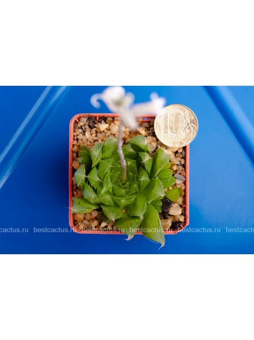 2 листовых черенка Хавортия Купера (Haworthia cooperi)