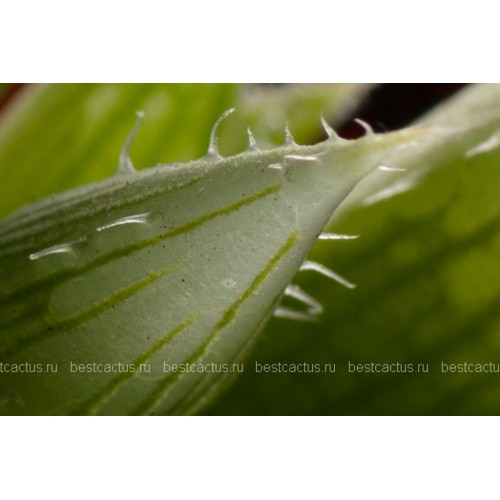 2 листовых черенка Хавортия Купера (Haworthia cooperi)