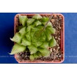 2 листовых черенка Хавортия Купера (Haworthia cooperi)