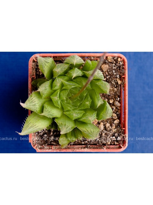 2 листовых черенка Хавортия Купера (Haworthia cooperi)