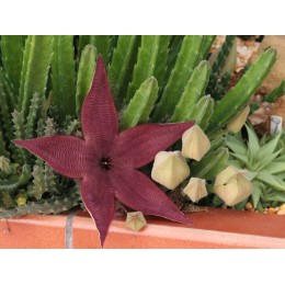 Неукорененный черенок Стапелия крупноцветковая (Stapelia grandiflora, стапелия грандифлора)