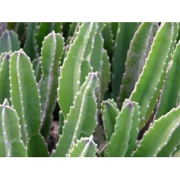 Неукорененный черенок Стапелия крупноцветковая (Stapelia grandiflora, стапелия грандифлора)