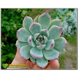 Эхеверия Фрэнка (Echeveria cv. 'Frank Reinelt')
