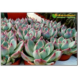 Эхеверия Фрэнка (Echeveria cv. 'Frank Reinelt')