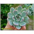 2 листовых черенка Эхеверия Фрэнка (Echeveria cv. 'Frank Reinelt')   