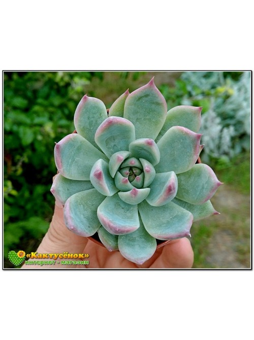 2 листовых черенка Эхеверия Фрэнка (Echeveria cv. 'Frank Reinelt')   