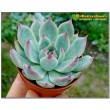 2 листовых черенка Эхеверия Фрэнка (Echeveria cv. 'Frank Reinelt')   