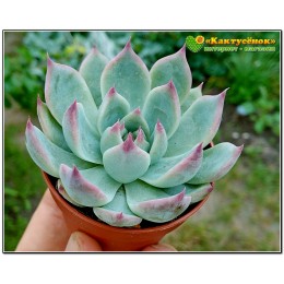 2 листовых черенка Эхеверия Фрэнка (Echeveria cv. 'Frank Reinelt')