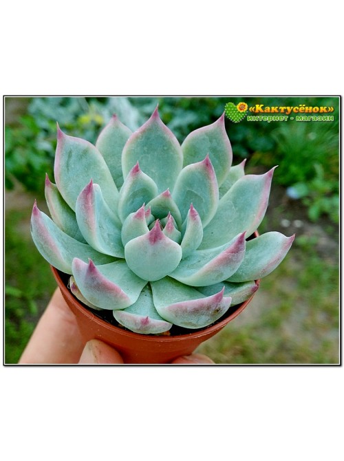 2 листовых черенка Эхеверия Фрэнка (Echeveria cv. 'Frank Reinelt')   