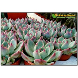2 листовых черенка Эхеверия Фрэнка (Echeveria cv. 'Frank Reinelt')