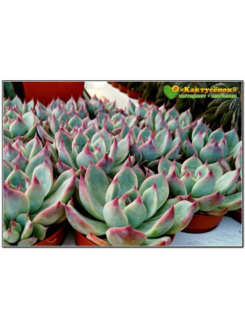 2 листовых черенка Эхеверия Фрэнка (Echeveria cv. 'Frank Reinelt')   