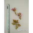 Аптения сердцелистная вариегатная (Aptenia cordifolia variegata)    