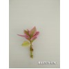 Черенок Аптения сердцелистная вариегатная (Aptenia cordifolia variegata)    
