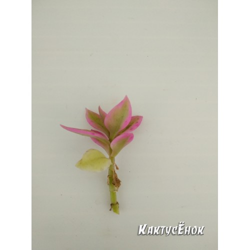 Черенок Аптения сердцелистная вариегатная (Aptenia cordifolia variegata)    