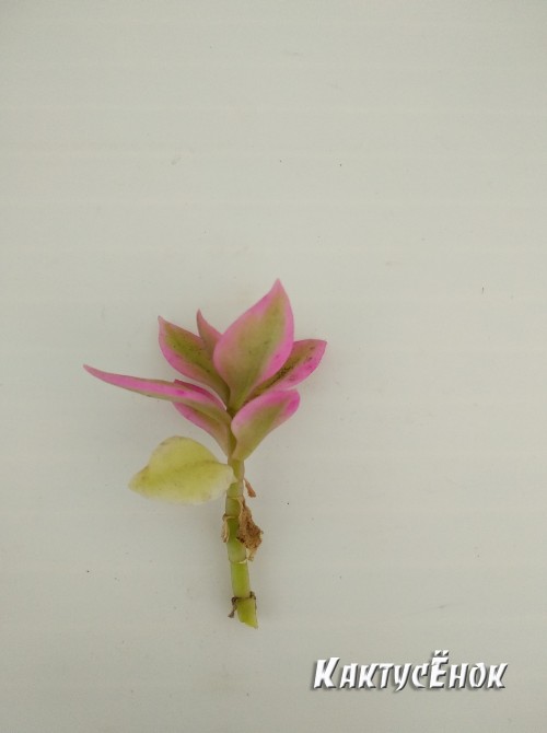 Аптения сердцелистная вариегатная (Aptenia cordifolia variegata)    