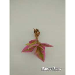 Аптения сердцелистная вариегатная (Aptenia cordifolia variegata)