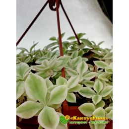 Аптения сердцелистная вариегатная (Aptenia cordifolia variegata)