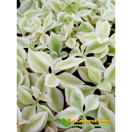 Аптения сердцелистная вариегатная (Aptenia cordifolia variegata)