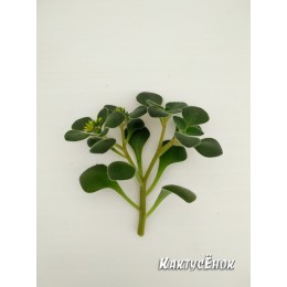 Черенок Аихризон рыхлый (Aichryson laxum) "дерево любви"