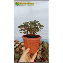 Черенок Аихризон рыхлый (Aichryson laxum) "дерево любви"