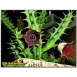 Черенок гуэрния кенийская (Huernia keniensis)   