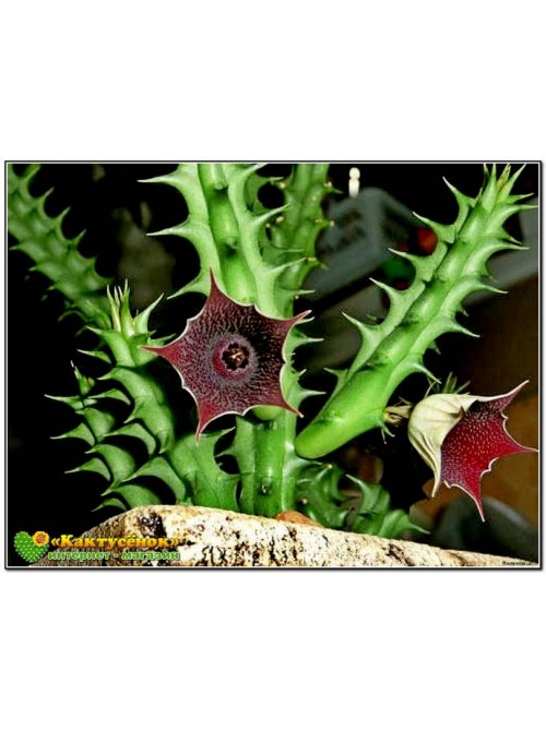 Черенок гуэрния кенийская (Huernia keniensis)   