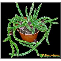 Черенок гуэрния кенийская (Huernia keniensis)