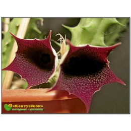 Черенок гуэрния кенийская (Huernia keniensis)