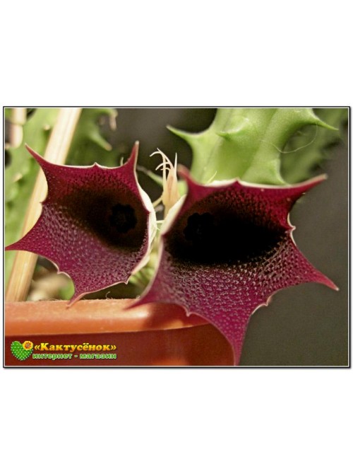 Черенок гуэрния кенийская (Huernia keniensis)   