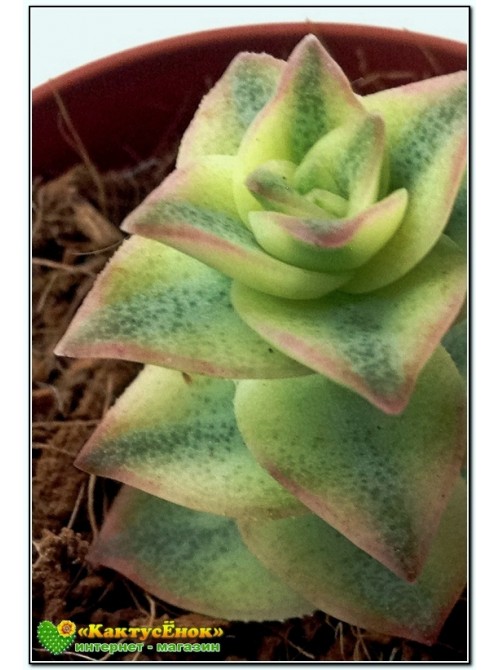 Черенок Крассула (Толстянка) продырявленная, вариегатная форма (Crassula perforata f. variegata) 