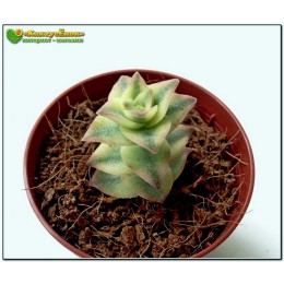 Черенок Крассула (Толстянка) продырявленная, вариегатная форма (Crassula perforata f. variegata)
