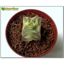 Черенок Крассула (Толстянка) продырявленная, вариегатная форма (Crassula perforata f. variegata)