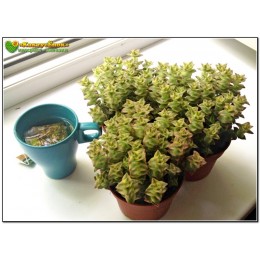 Черенок Крассула (Толстянка) продырявленная, вариегатная форма (Crassula perforata f. variegata)