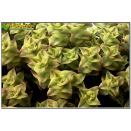 Черенок Крассула (Толстянка) продырявленная, вариегатная форма (Crassula perforata f. variegata)