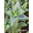 Черенок крассула скальная (Crassula rupestris, крассула рупестрис)      