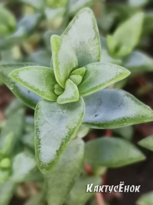 Черенок крассула скальная (Crassula rupestris, крассула рупестрис)      