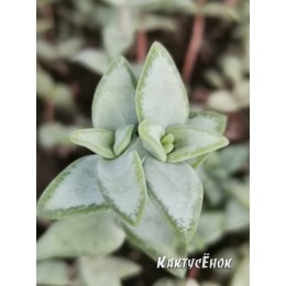 Черенок крассула скальная (Crassula rupestris, крассула рупестрис)