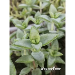 Черенок крассула скальная (Crassula rupestris, крассула рупестрис)