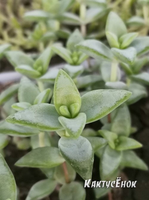 Черенок крассула скальная (Crassula rupestris, крассула рупестрис)      