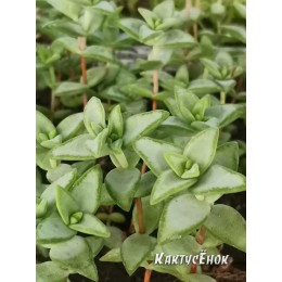 Черенок крассула скальная (Crassula rupestris, крассула рупестрис)